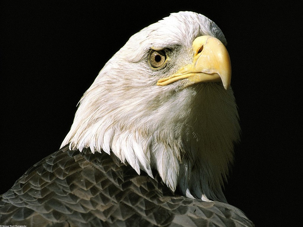 The Nation's Lookout, Bald Eagle, Alaska